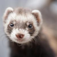 Furet